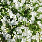 Calibrachoa Superbells® White