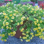 Calibrachoa Superbells® Yellow