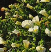 Calibrachoa Superbells® Yellow Chiffon