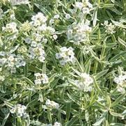Lobularia Frosty Knight®