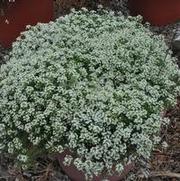 Lobularia Giga White