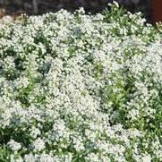 Lobularia maritima Silver Stream™