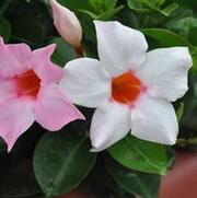 Mandevilla x SunParasol® Cream Pink