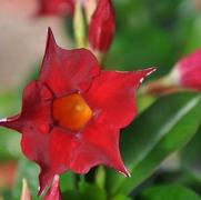 Mandevilla x SunParasol® Crimson