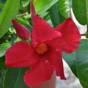 Mandevilla x SunParasol® Giant Crimson