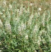 Buddleia davidii Buzz™ Ivory