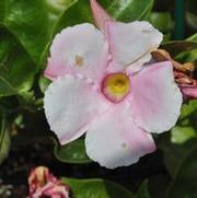 Mandevilla x SunParasol® Giant Pink