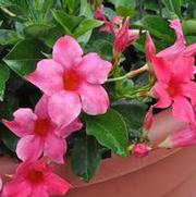 Mandevilla x SunParasol® Pink