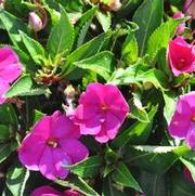 Impatiens hawkeri SunHarmony Series