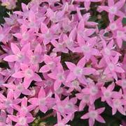 Pentas lanceolata Kaleidoscope Pink