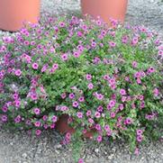 Petunia x hybrida Soleil™ Purple