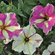 Petunia x hybrida Sophistica Lime Bicolor