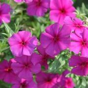 Phlox hybrid Intensia® Cabernet