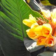 Canna Chocolate Sunrise