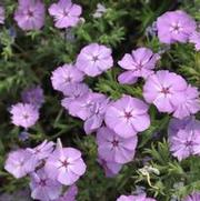 Phlox hybrid Intensia® Lavender Glow