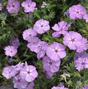 Phlox hybrid Intensia® Lavender Glow