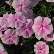 Phlox hybrid Intensia® Pink