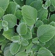 Plectranthus argentatus Silver Crest