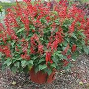 Salvia splendens Saucy™ Red