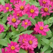 Zinnia marylandica UpTown™ Grape