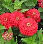 Zinnia elegans Dreamland Red