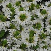 Scaevola aemula Whirlwind® White