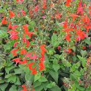 Salvia coccinea Summer Jewel Red