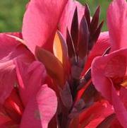 Canna Magic Pink