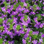 Scaevola aemula Whirlwind® Blue