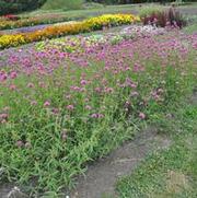 Gomphrena globosa Fireworks