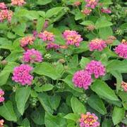 Lantana camara Little Lucky Hot Pink