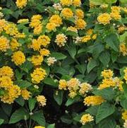 Lantana camara Little Lucky Pot of Gold