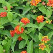 Lantana camara Little Lucky Red