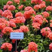 Pelargonium x hortorum Classic Dark Salmon