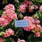 Pelargonium x hortorum Classic Salmon