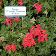 Pelargonium x hortorum Fireworks Cherry