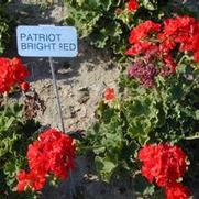 Pelargonium x hortorum Patriot Bright Red