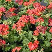 Pelargonium x hortorum Patriot Watermelon