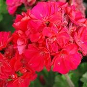 Pelargonium x hortorum Rocky Mountain™ series