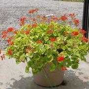 Pelargonium x hortorum Crystal Palace Gem