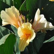 Canna Shining Diva