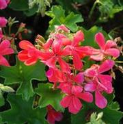 Pelargonium x Caliente Coral