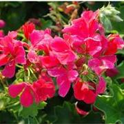 Pelargonium x Caliente Rose