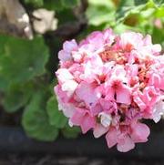 Pelargonium x hortorum Maverick Star