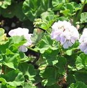 Pelargonium x hortorum Ringo® 2000 Lavender