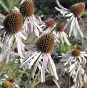 Echinacea pallida 