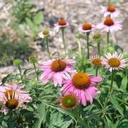 Echinacea purpurea Bravado