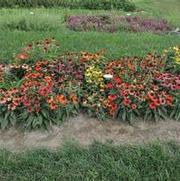 Echinacea purpurea Cheyenne Spirit