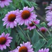 Echinacea purpurea Elton Knight