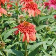 Echinacea purpurea Hot Papaya